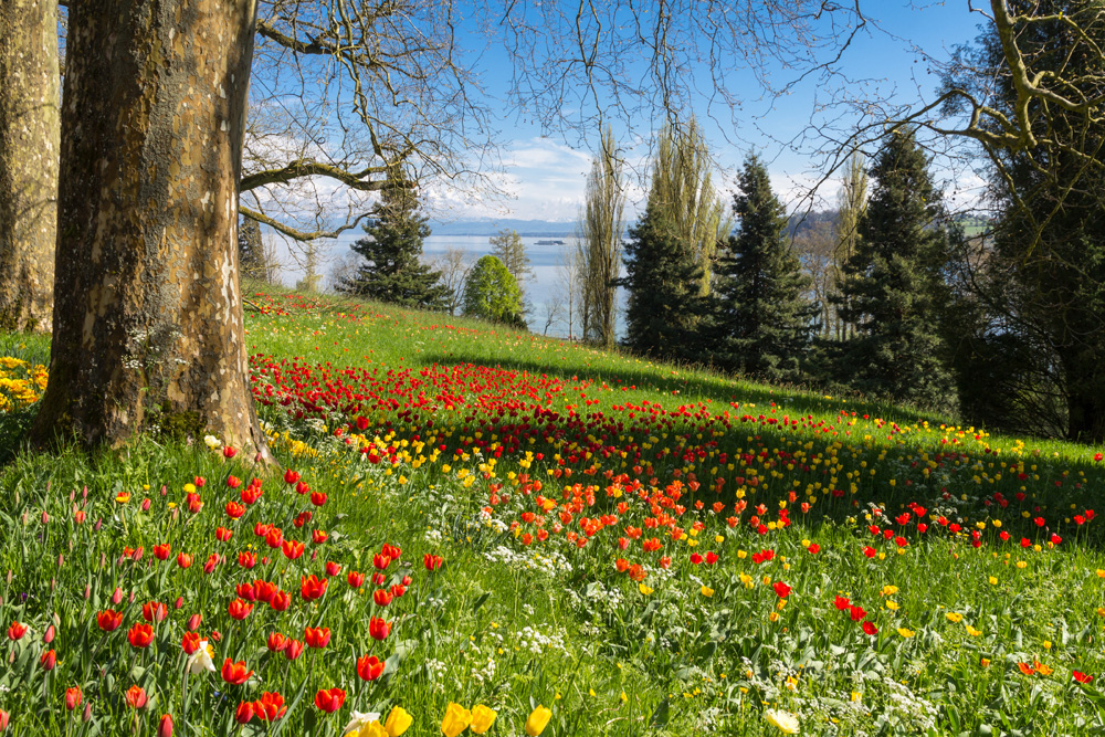 Schloss Mainau (Deutschordenschloss) im Landkreis Konstanz